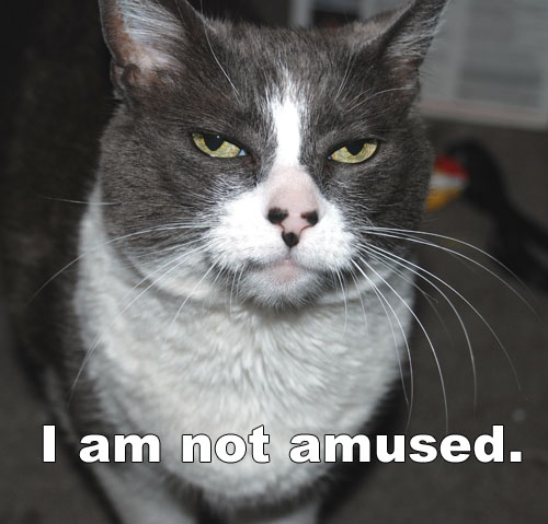 Amused Cat